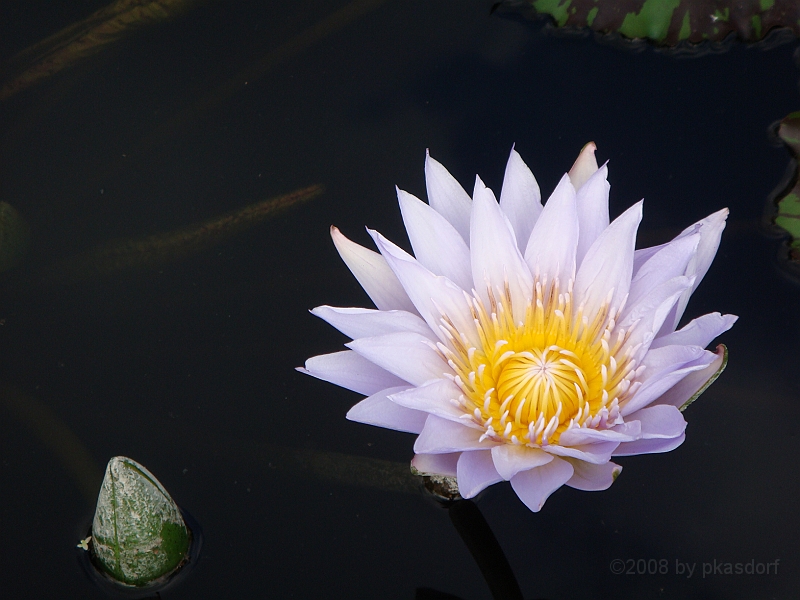 265 Longwood Gardens [2008 August 23].JPG - Longwood Gardens in Pennsylvania